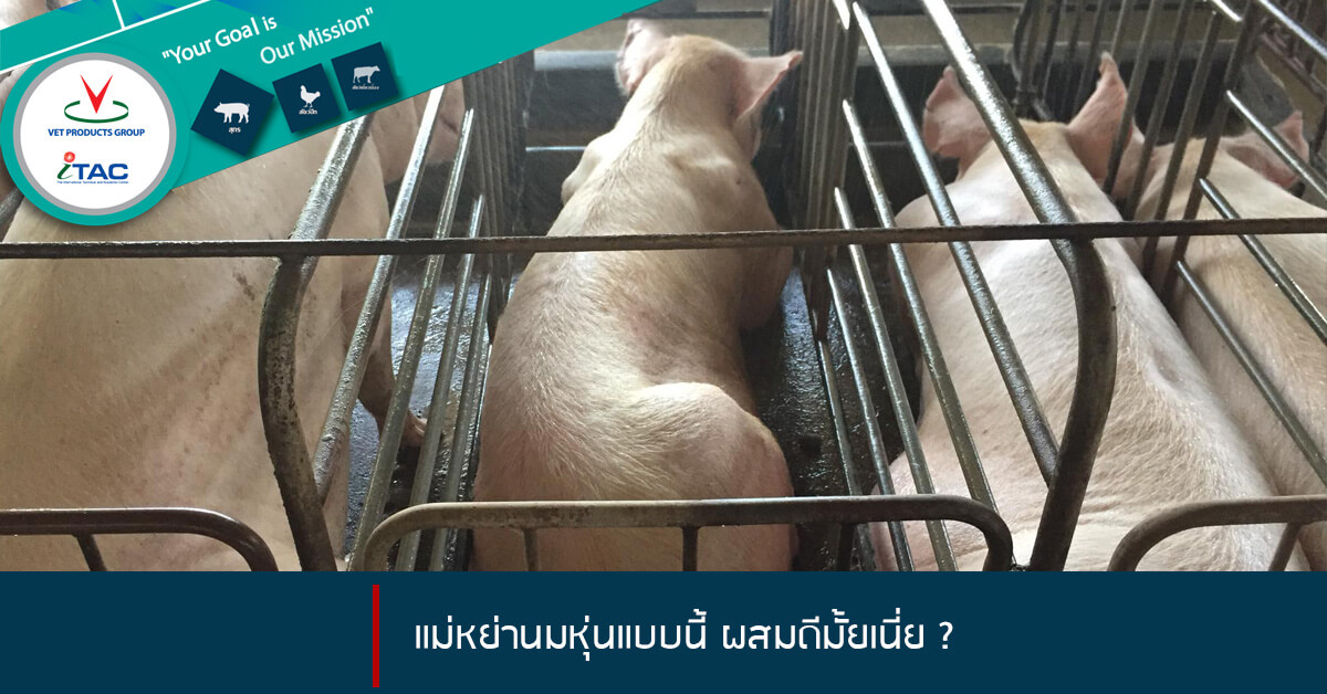 แม่หมูหย่านมหุ่นแบบนี้ ผสมดีมั้ยเนี่ย ?